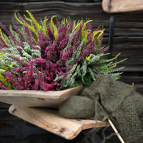 Calluna Kan Brukes Overalt