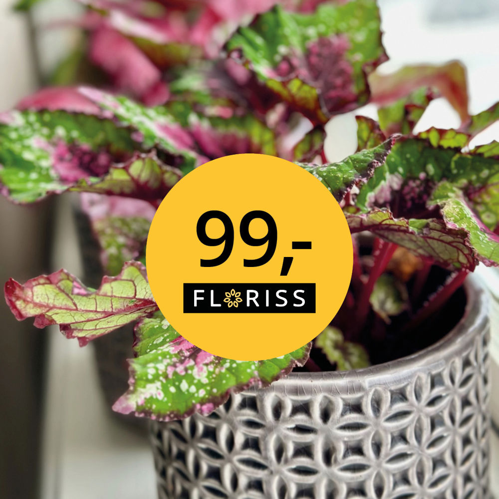 Floriss 99 Begonia Rex 2. 25.Jan