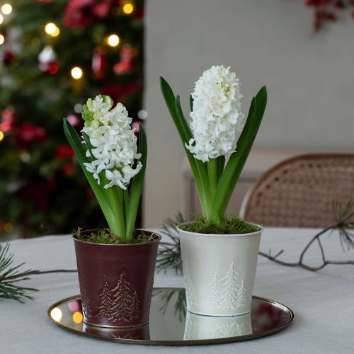 Mester Grønn Svibel 24.11 7.12