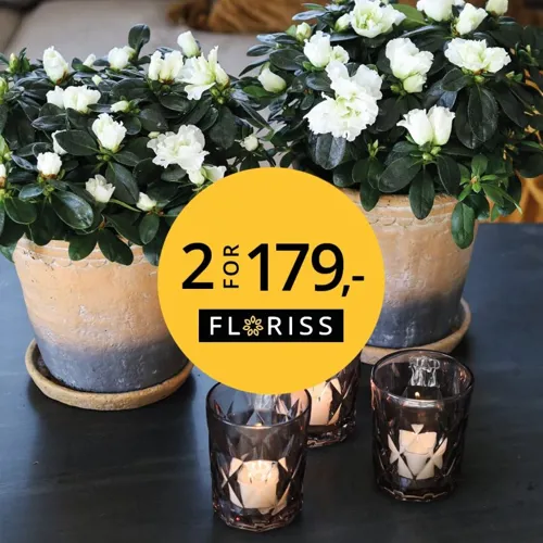 Floriss Azalea 13.Okt 2.Nov