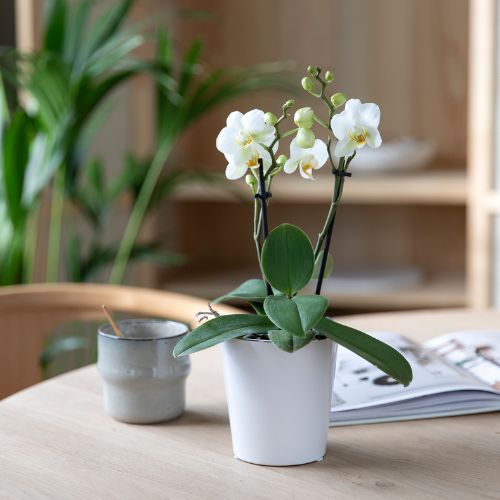 MG Orkide Midi U 8 9