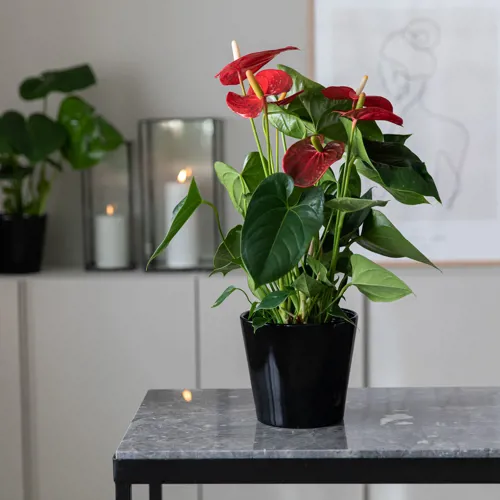 Anthurium