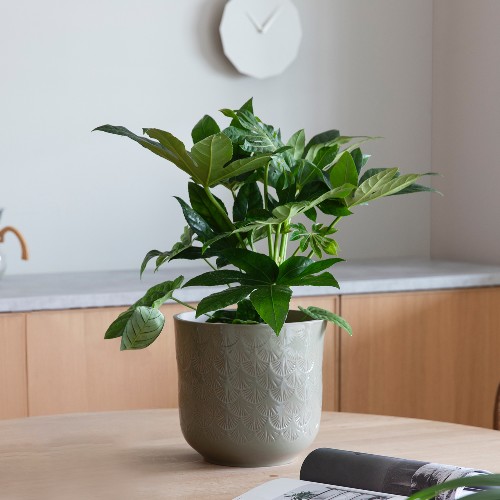 MG Uke 42 Fatsia Japonica 500X500