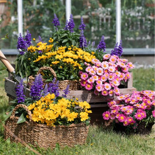 MG Bievennlige Sommerblomster 25.5 6.6