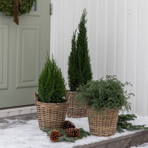 MG Vintergrønt 27.10 28.12