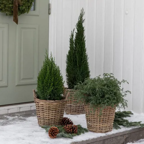 MG Vintergrønt 27.10 28.12