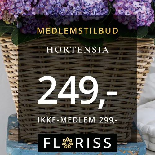 9X16 Hortensia 249 (1)