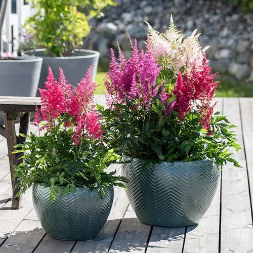 MG Astilbe 26.Mai 1.Juni
