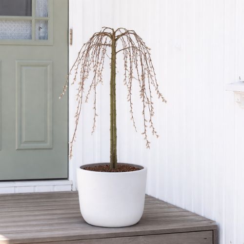 Mester Grønn Salix 500X500