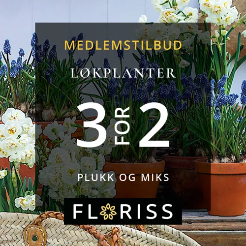 4X5 3 For 2 På Løkblomster (2)