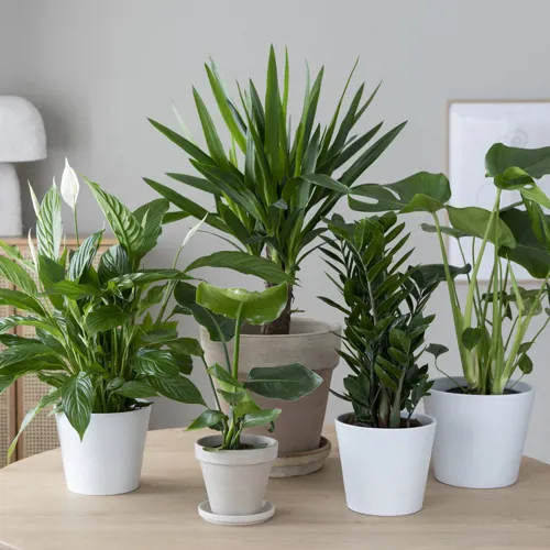 Mester Grønn Grønne Planter Opptil 50%