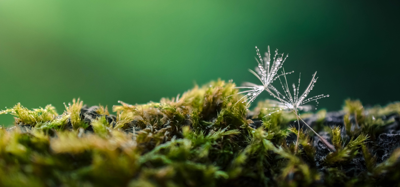 Velgaltigrønt Toppbanner Løvetann Uten Tekst 1280X600