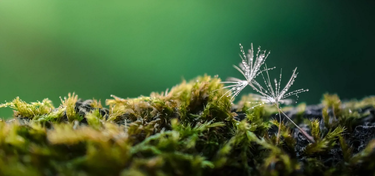 Velgaltigrønt Toppbanner Løvetann Uten Tekst 1280X600