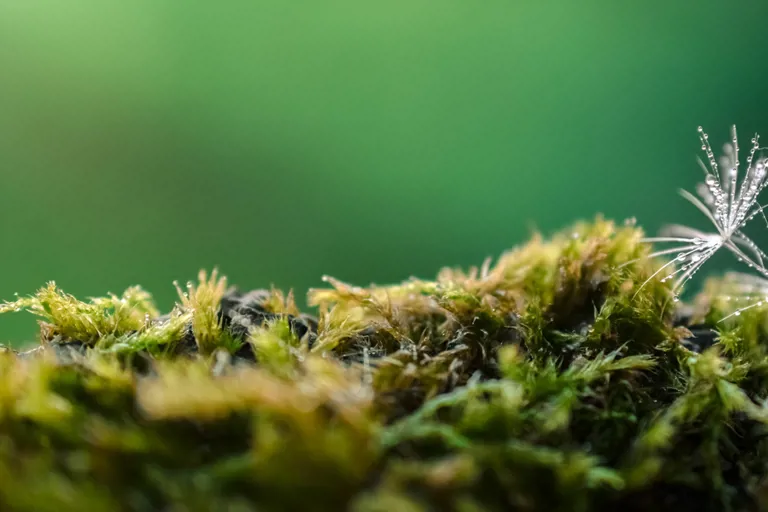 Velgaltigrønt Toppbanner Løvetann Uten Tekst 1280X600