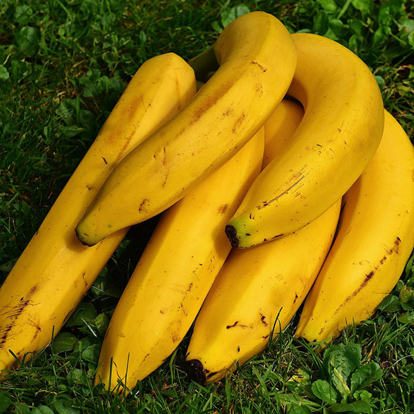 Bananas 500X500