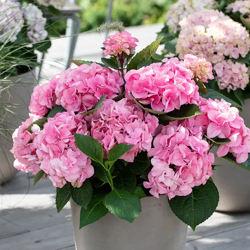 MG Hortensia 2.Juni 15.Juni