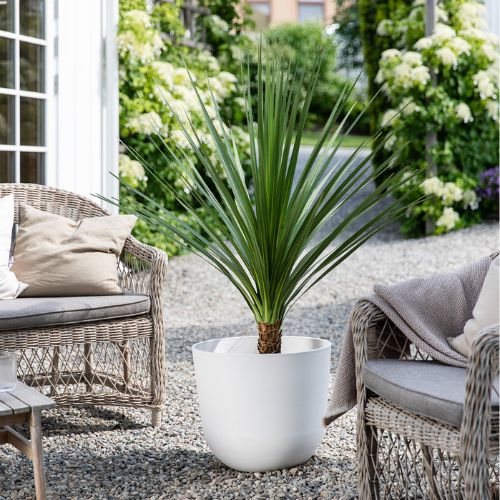 MG Dracaena 1. 13.6