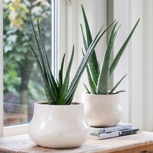MG Aloe Vera 15.Juni