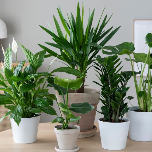 Mester Grønn Grønne Planter 500X500