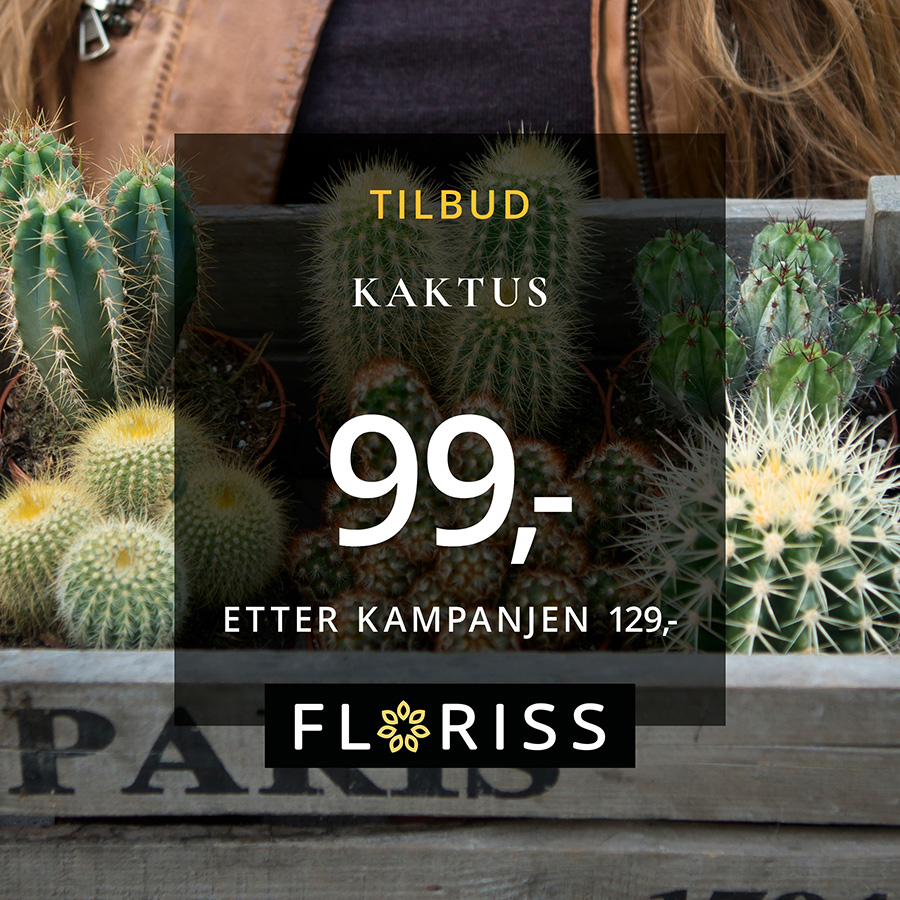 Floriss Kaktus 99 6. 12. Juli