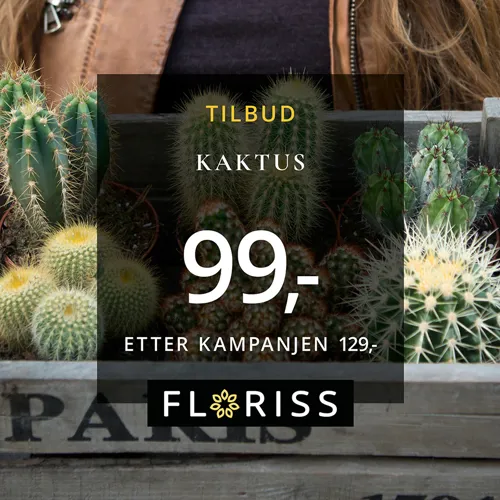 Floriss Kaktus 99 6. 12. Juli