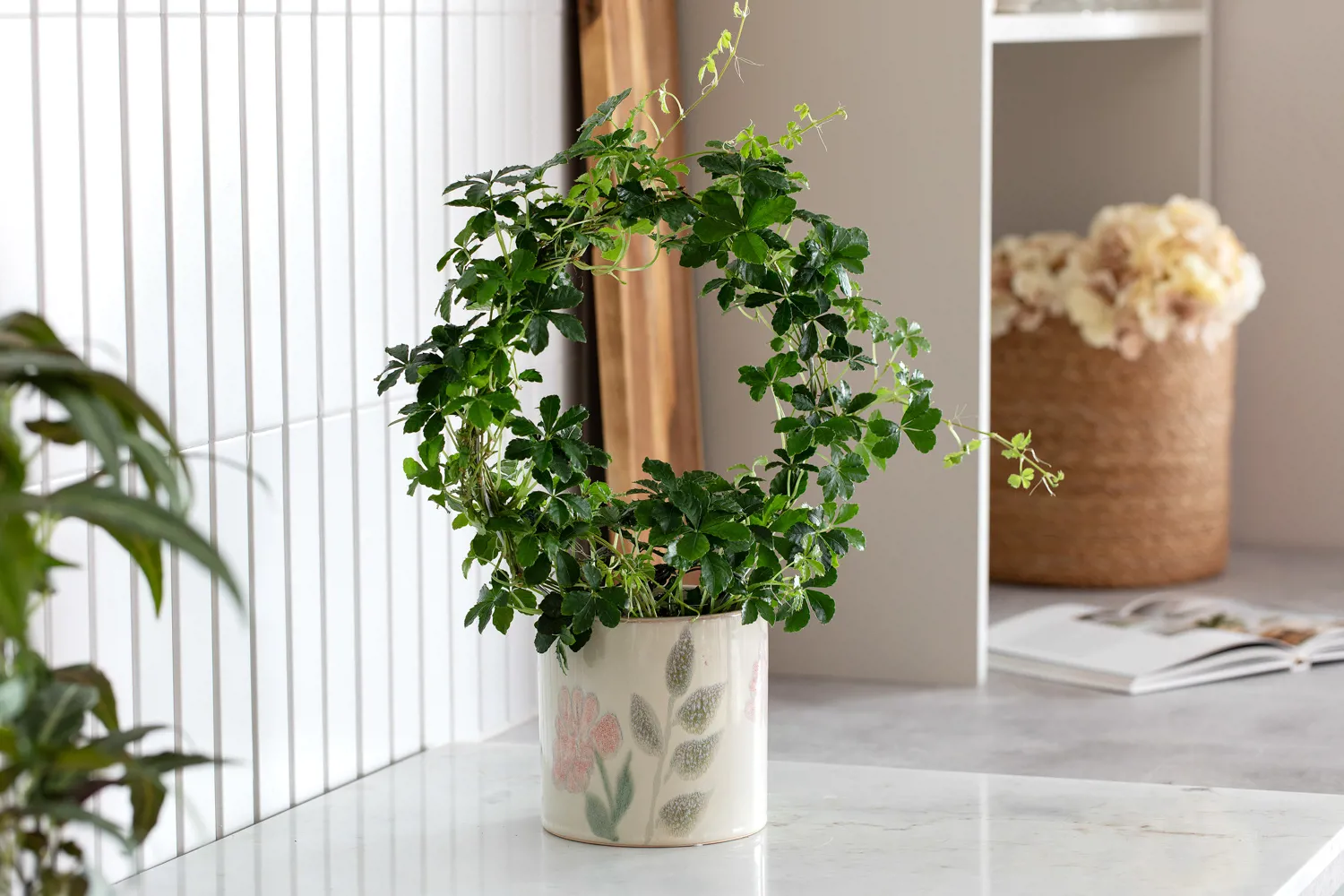 7 Cissus Bøyle I Flora Potte