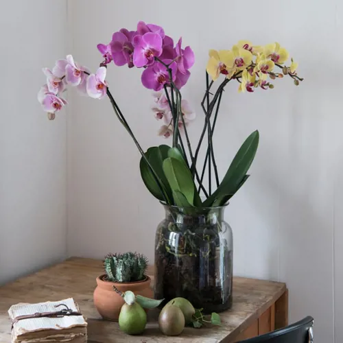 Floriss Phalaenopsis Orkidee Glasskrukke Vase Lilla Rosa Gul
