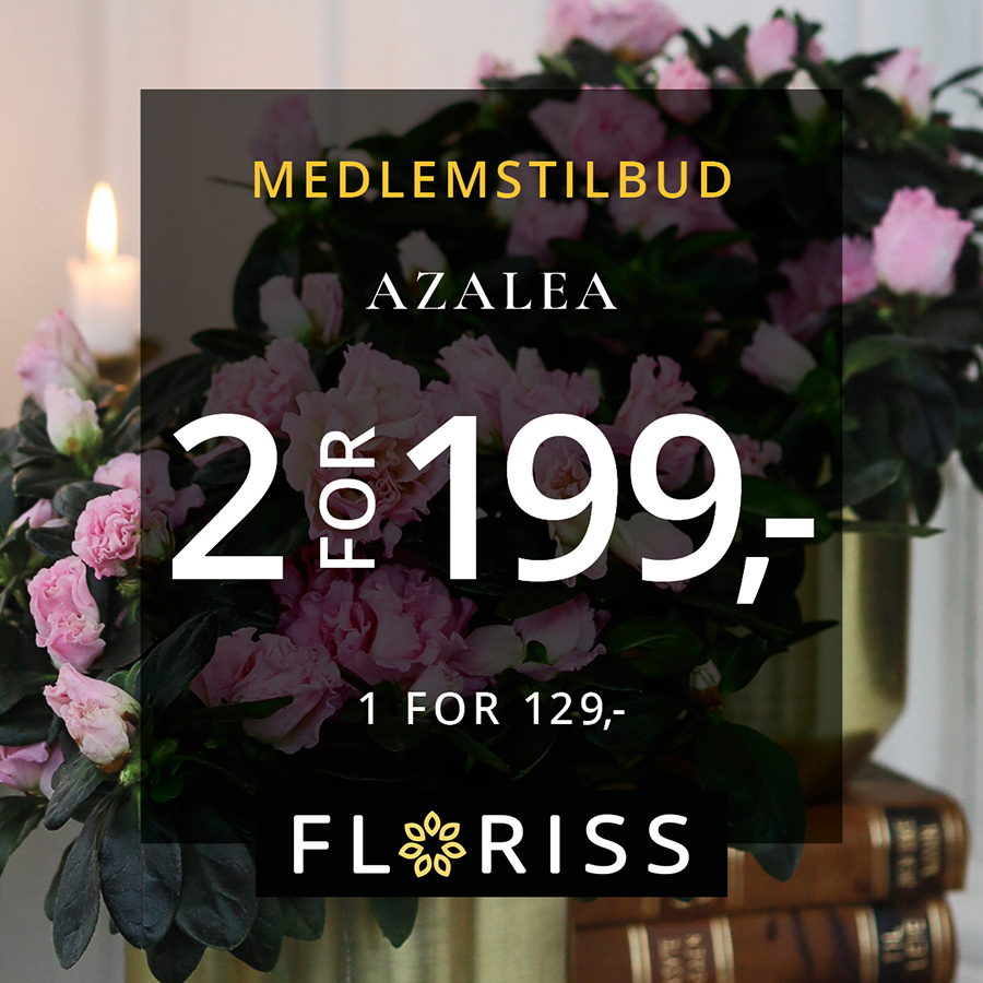 Floriss Azalea 19.Okt 1.Nov