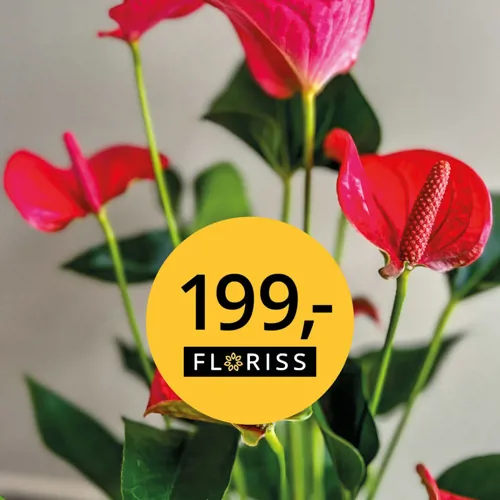 4X5 Anthurium 199