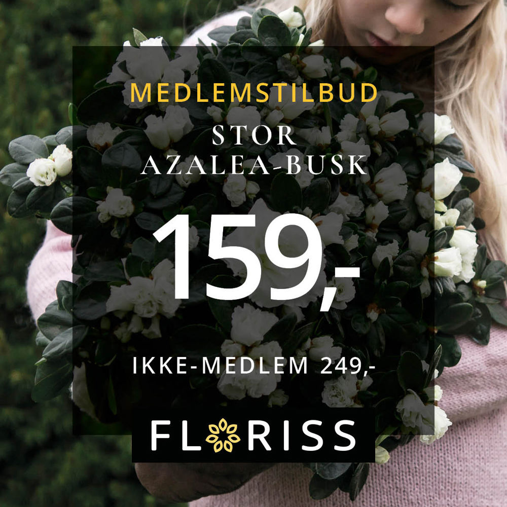Floriss Azalea Busk 17.11 24.12