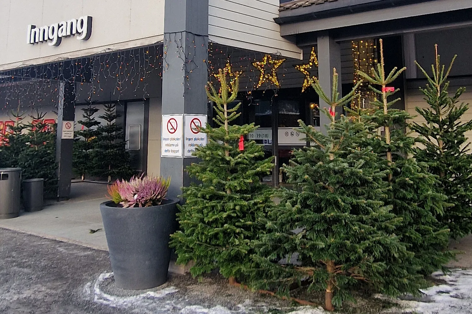 Valdres Juletre Salg Jul