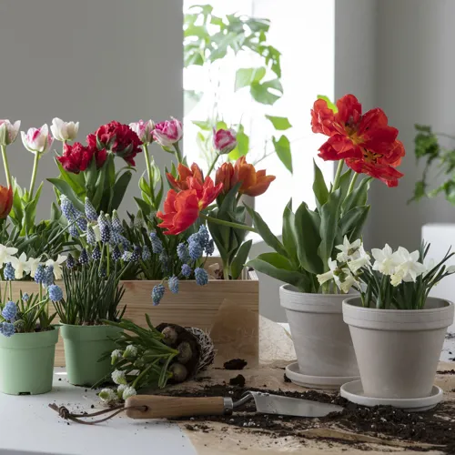 MG Løkblomster