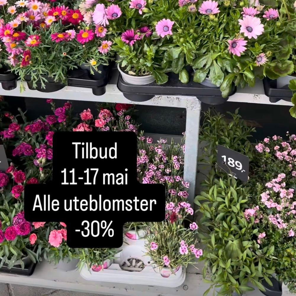 Uteblomster