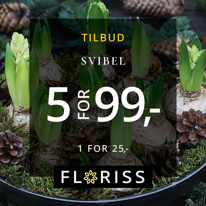 Floriss Svibel 5 For 100 2.Nov 24.Des