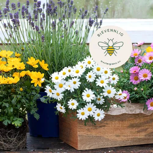 MG Bievennlige Blomster U24 25