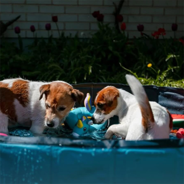Musti Puppy Pool Party