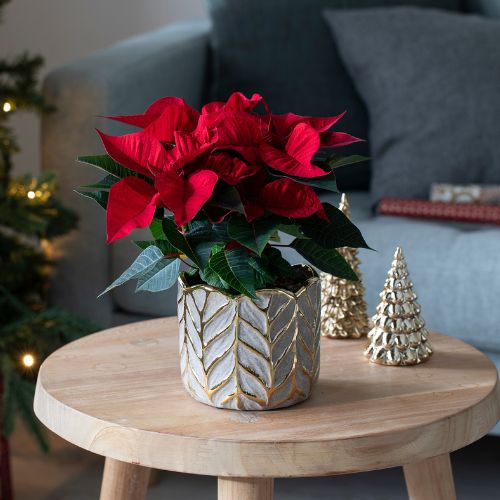 Mester Grønn Julestjerner 24.11 24.12