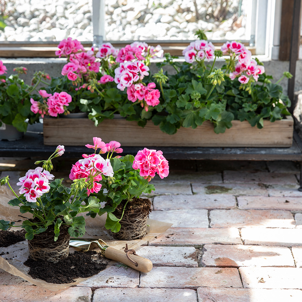 MG Pelargonia 27.4 3.5