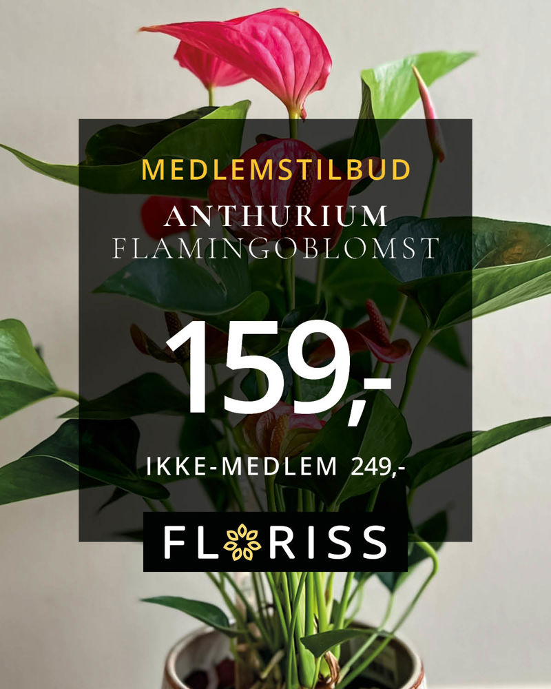 Floriss Anthurium 21.Spet 4.Okt