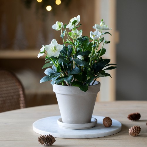 MG Helleborus 27.10 9.11