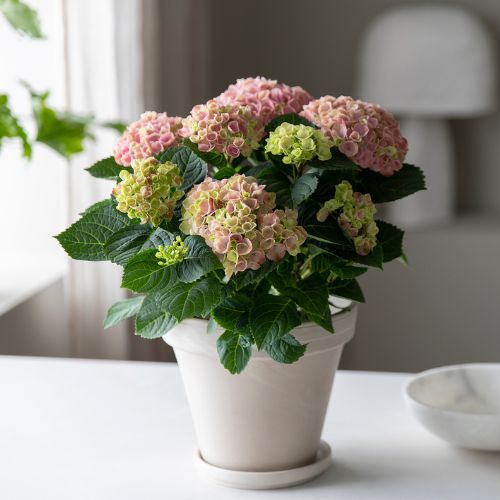 Mester Grønn Hortensia U33