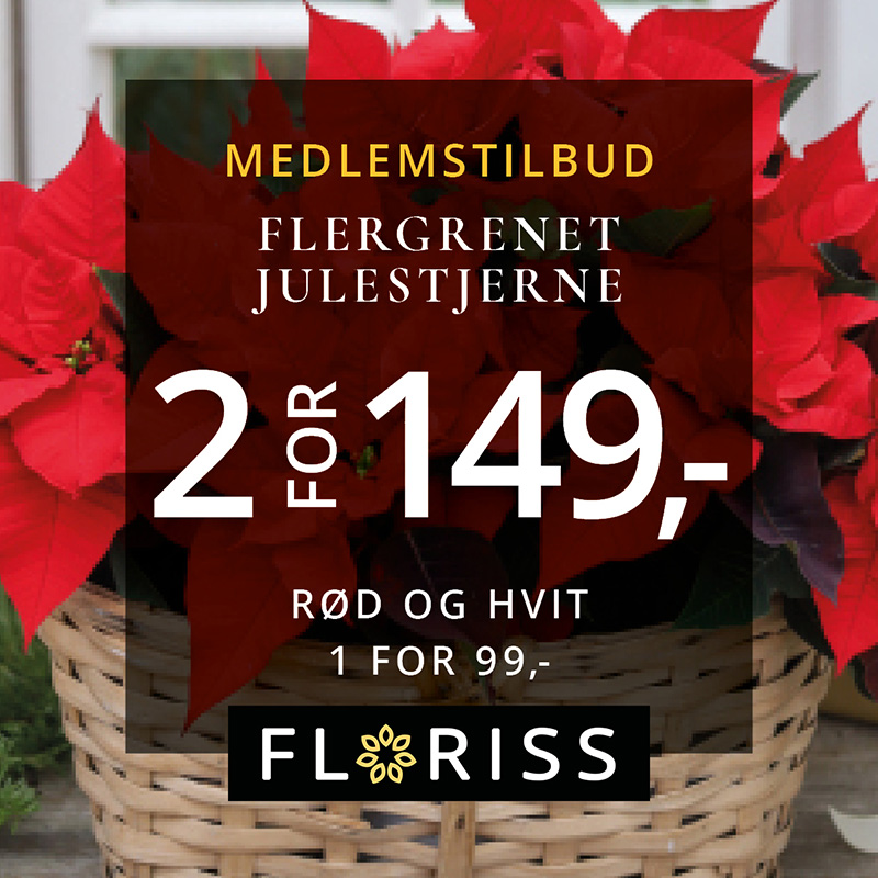 Floriss 2 For 149 Flergrenet Julestjerne 16.Nov 24.Des