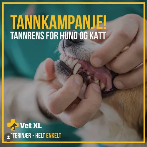 Vetxltann