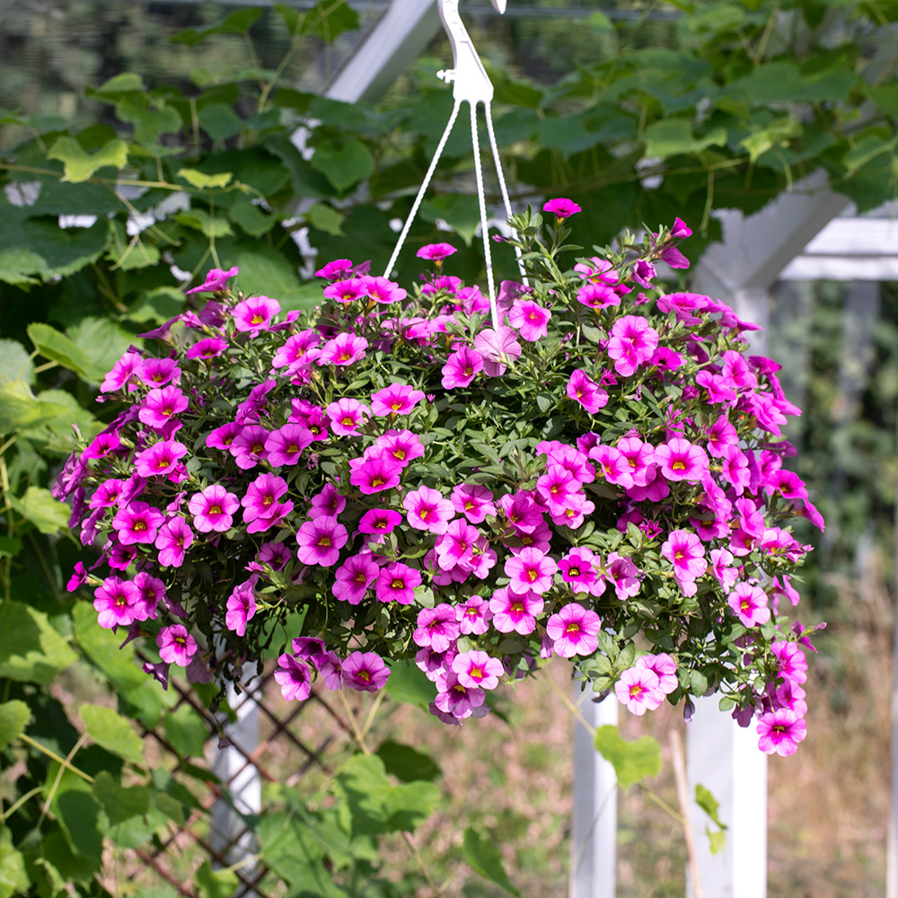 Mester Grønn Sommerblomster I Ampel 19.4 10.5