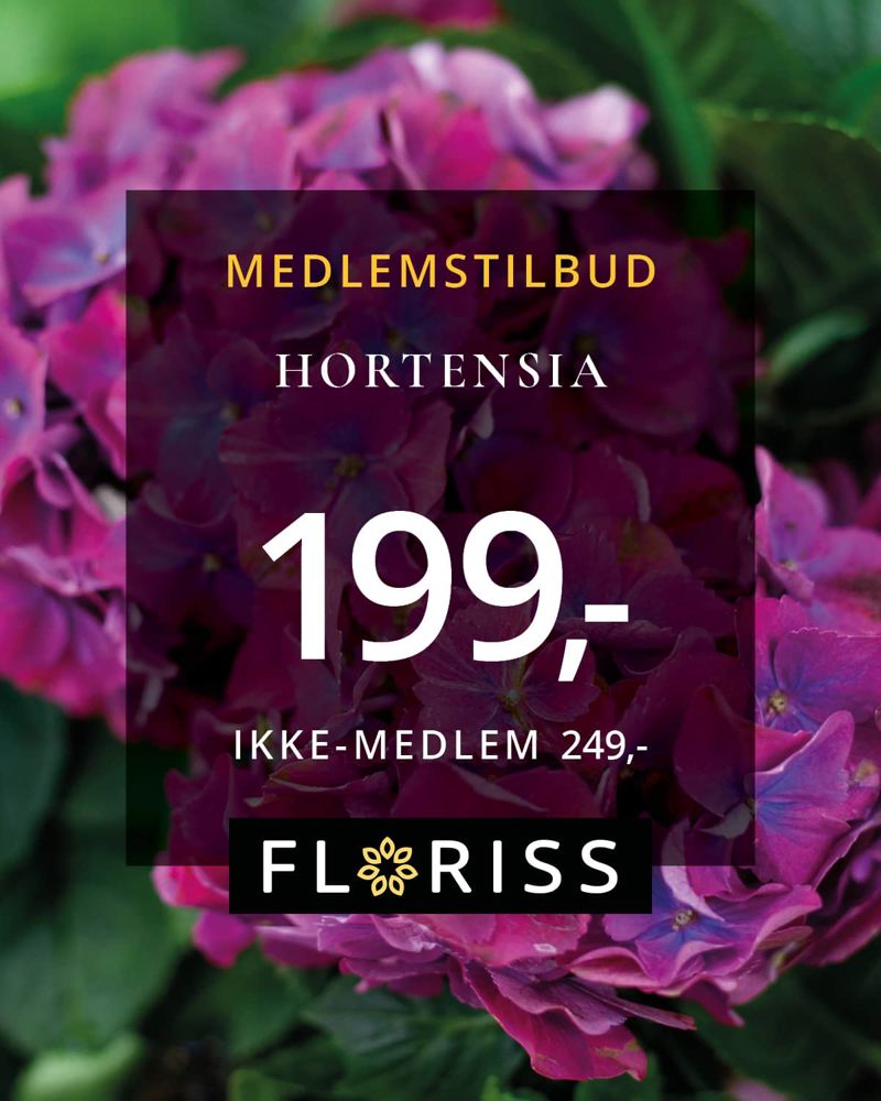Hortensia2