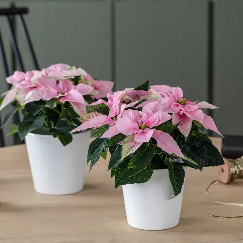 MG Princettia 27.10 2.11