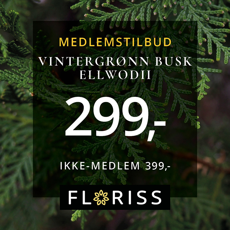 Floriss Vintergrønn Busk Ellwodii 16.Nov 29.Nov