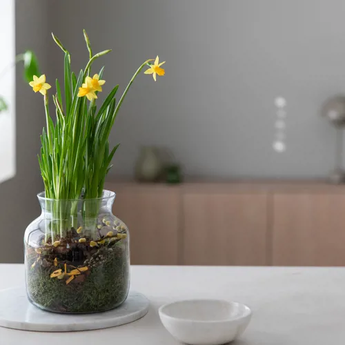 Narciss I Glassvase 8421 2 F