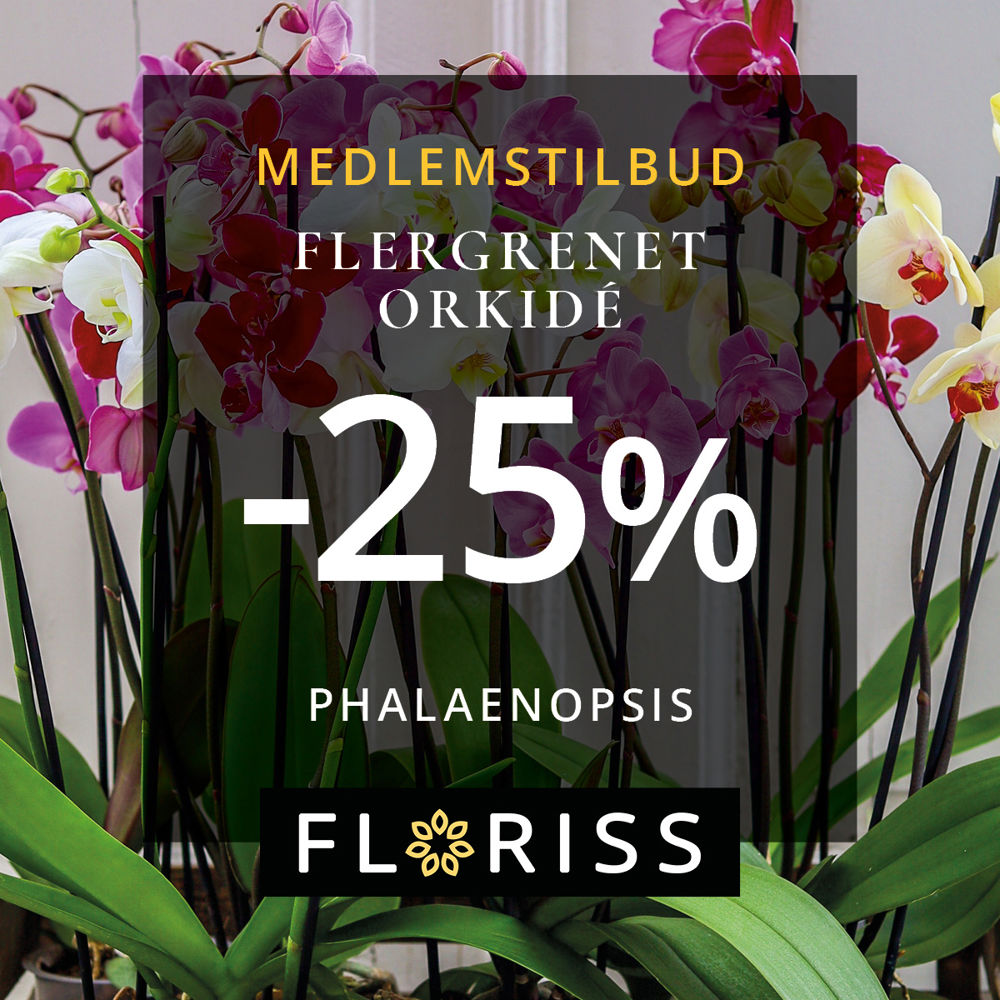 Floriss Flergrenet Orkide 25% 25.Des 4.Jan