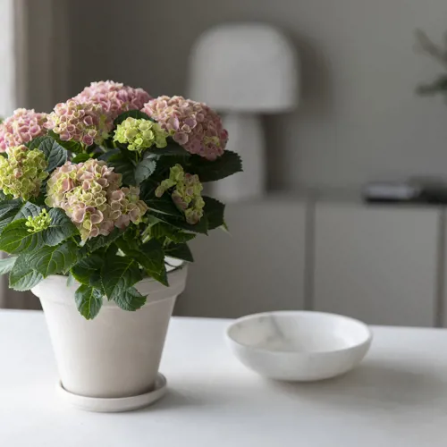 Mestergrønn Hortensia Magical